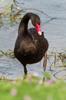 Labut cerna - Cygnus atratus - Black Swan o0210